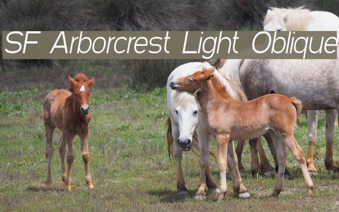 SF Arborcrest Light Oblique Font examples