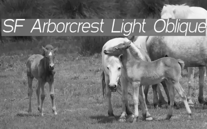 SF Arborcrest Light Oblique Font examples