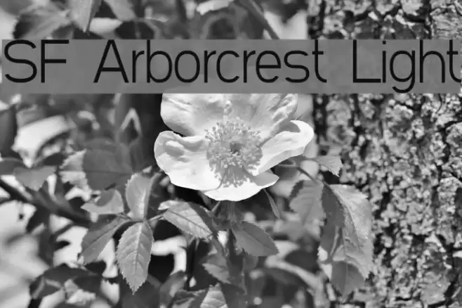 SF Arborcrest Light Font examples