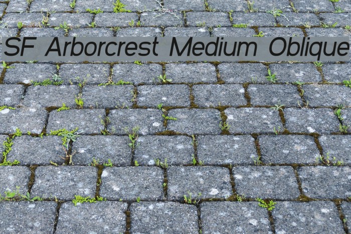 SF Arborcrest Medium Oblique Font examples