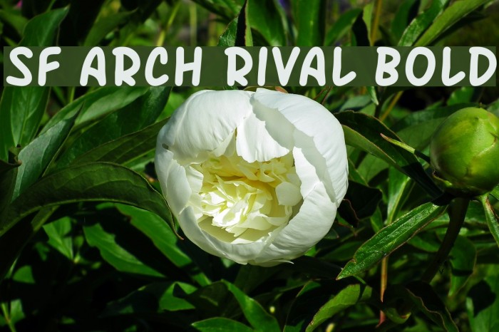 SF Arch Rival Bold Font examples