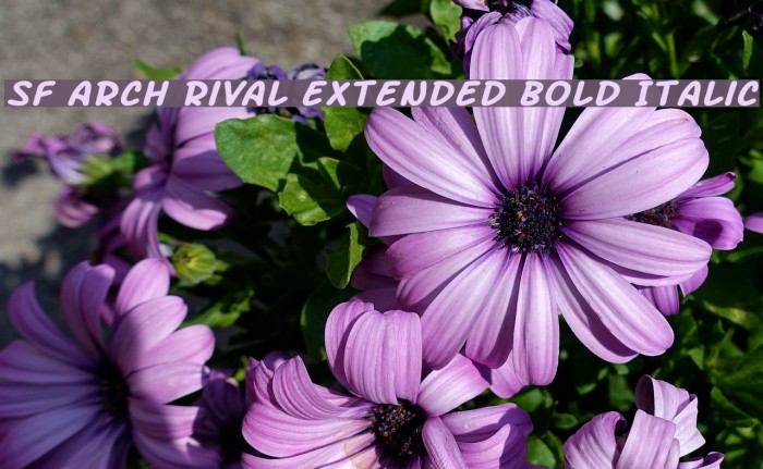 SF Arch Rival Extended Bold Italic Font examples