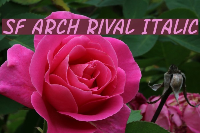 SF Arch Rival Italic Font examples