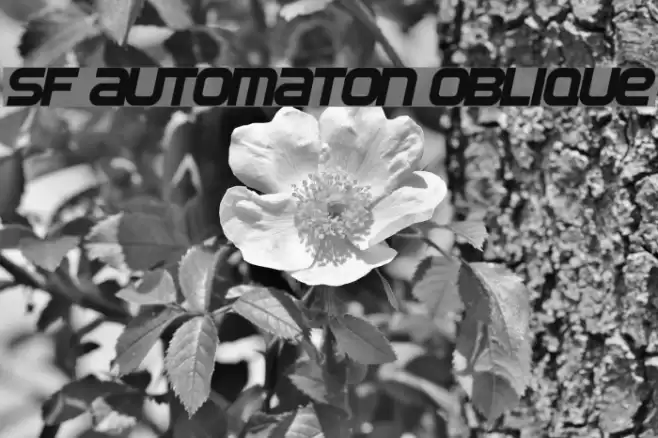 SF Automaton Oblique Font examples