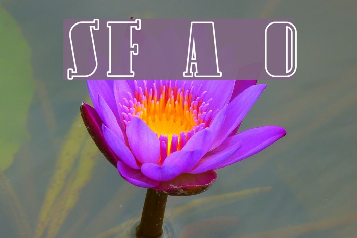 SF Avondale Outline Example 1