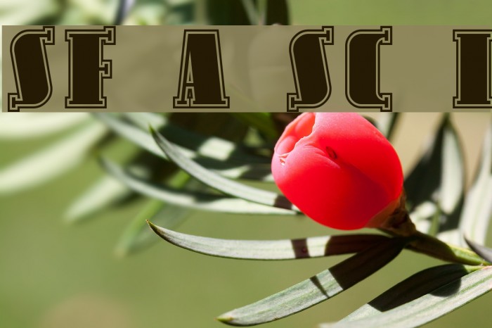 SF Avondale SC Inline Example 2