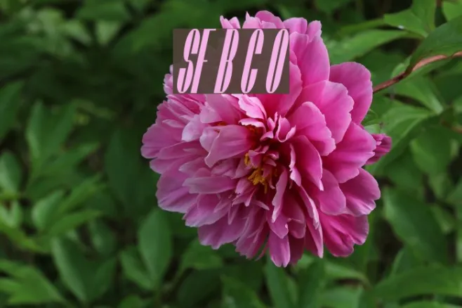 SF Baroquesque Condensed Oblique Example 2