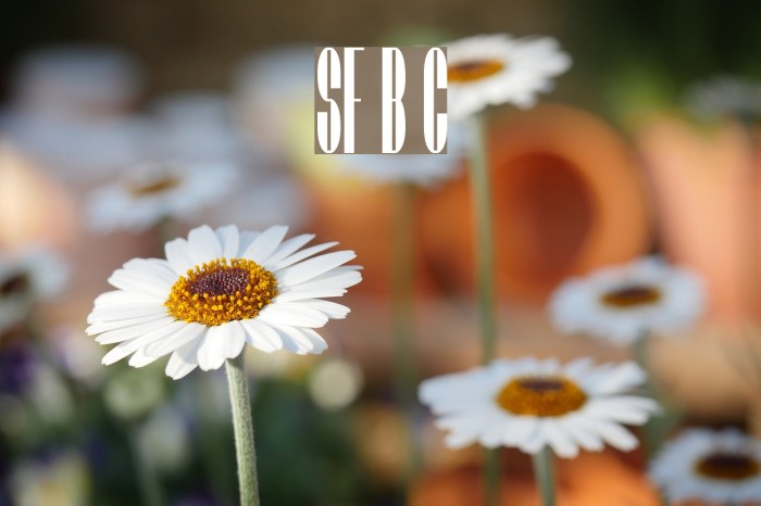 SF Baroquesque Condensed Font examples