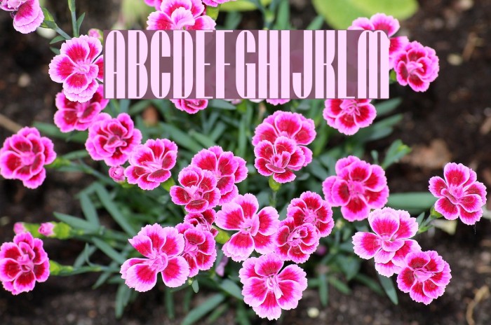 SF Baroquesque Font examples