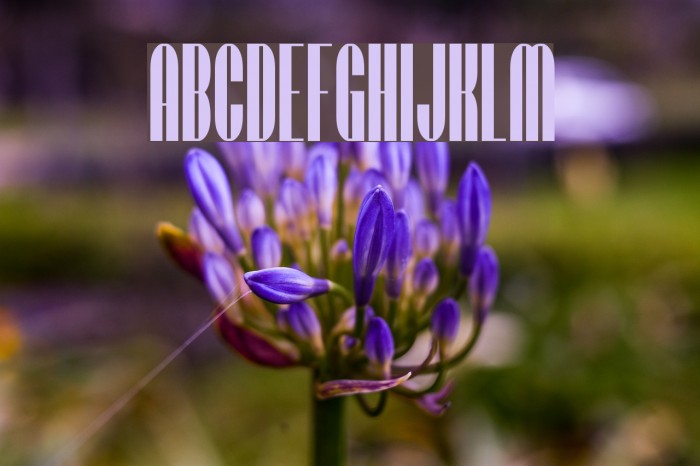 SF Baroquesque Font examples