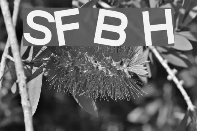 SF Beaverton Heavy Font examples