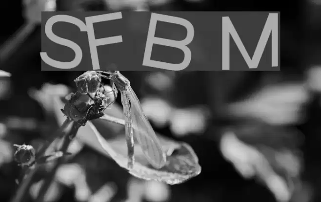 SF Beaverton Medium Font examples