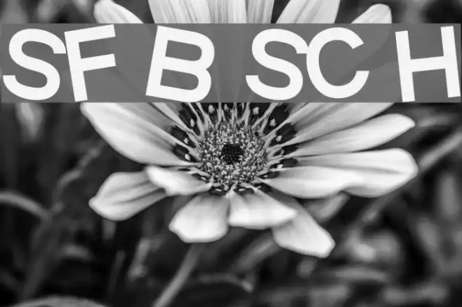 SF Beaverton SC Heavy Fonte examples