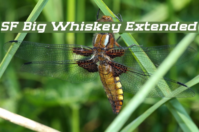 SF Big Whiskey Extended Font examples