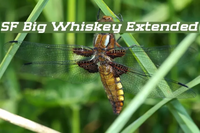 SF Big Whiskey Extended Example 3
