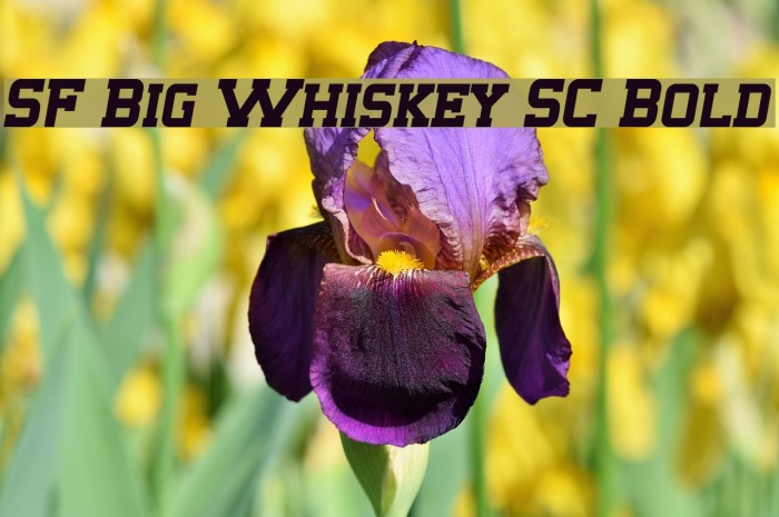 SF Big Whiskey SC Bold Schriftart examples