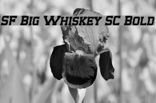 SF Big Whiskey SC Bold Schriftart examples