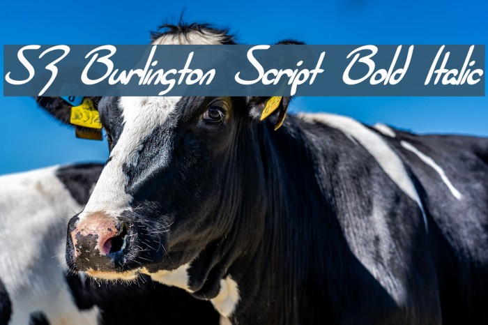 SF Burlington Script Bold Italic फ़ॉन्ट examples