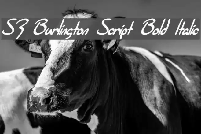 SF Burlington Script Bold Italic फ़ॉन्ट examples