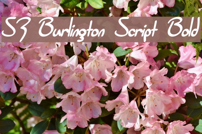 SF Burlington Script Bold Font examples