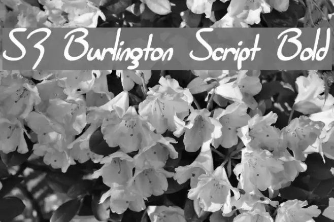 SF Burlington Script Bold Font examples