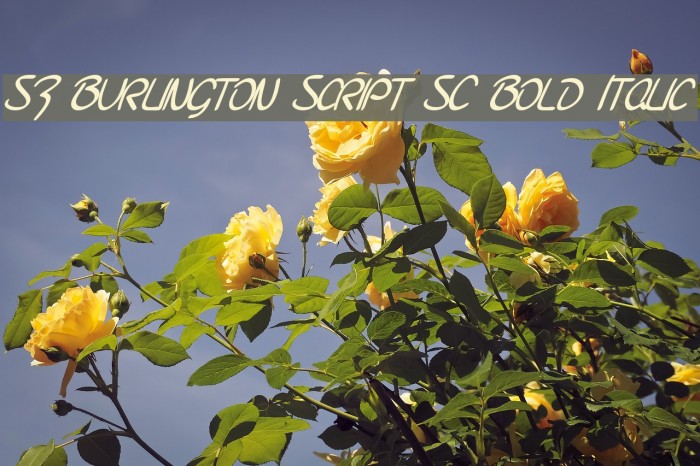 SF Burlington Script SC Bold Italic Font examples