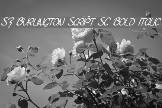 SF Burlington Script SC Bold Italic Polices examples
