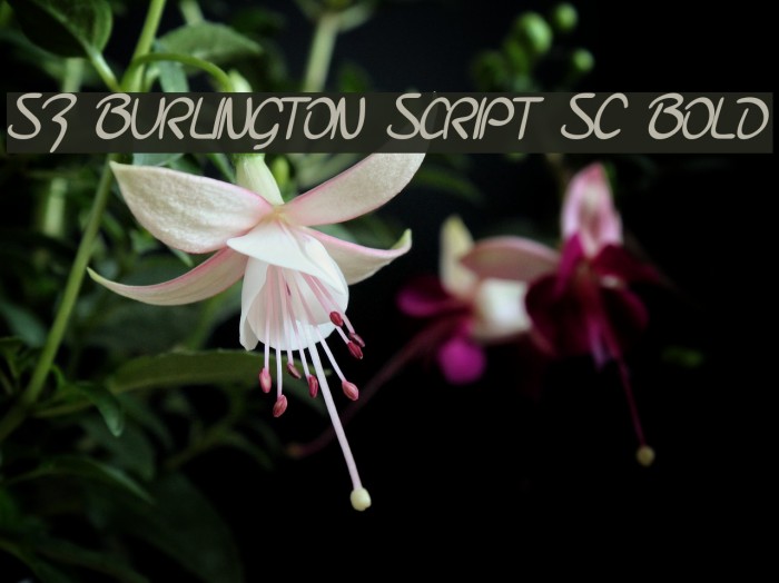 SF Burlington Script SC Bold Font examples