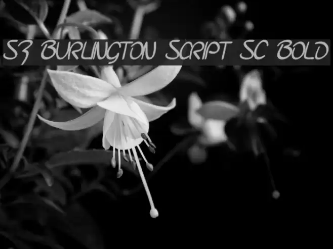 SF Burlington Script SC Bold Font examples