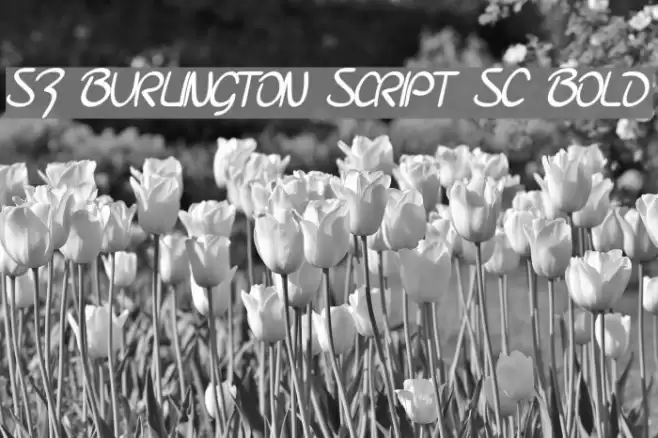SF Burlington Script SC Bold Font examples