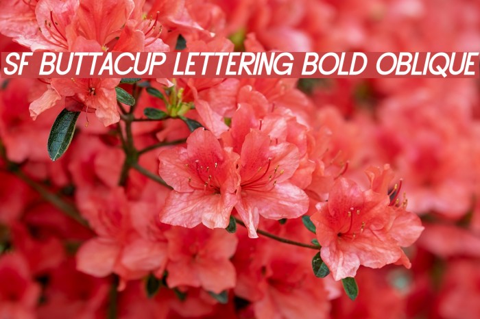 SF Buttacup Lettering Bold Oblique Font examples