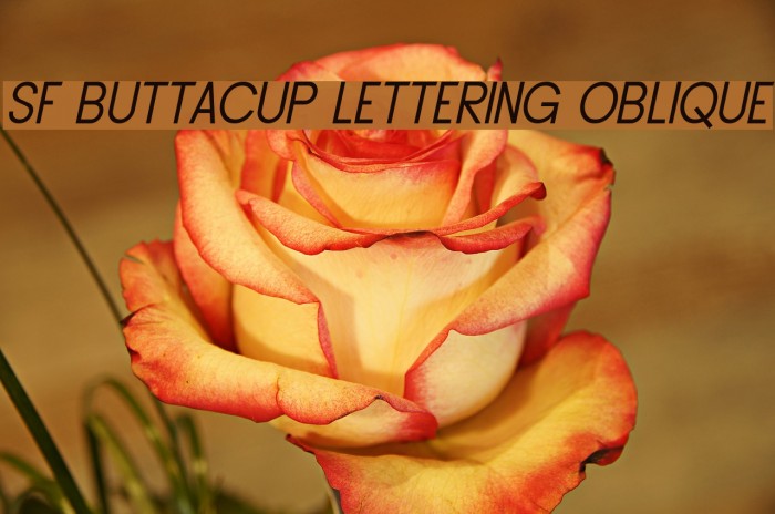 SF Buttacup Lettering Oblique Font examples
