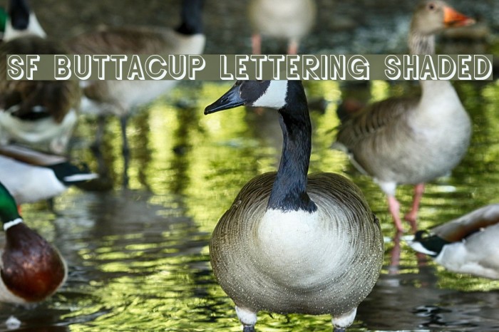 SF Buttacup Lettering Shaded Font examples
