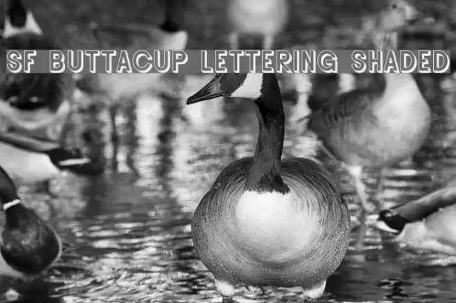 SF Buttacup Lettering Shaded Font examples