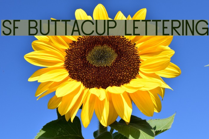 SF Buttacup Lettering Font examples