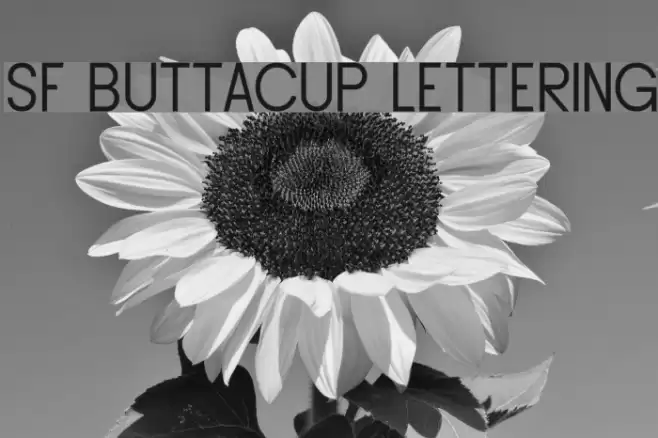 SF Buttacup Lettering フォント examples