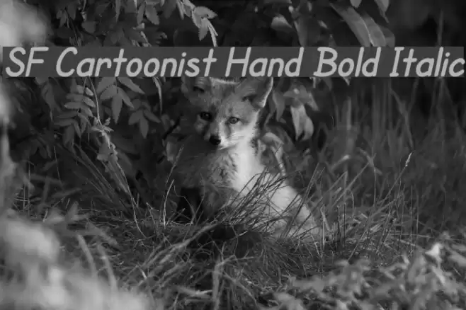 SF Cartoonist Hand Bold Italic Caratteri examples