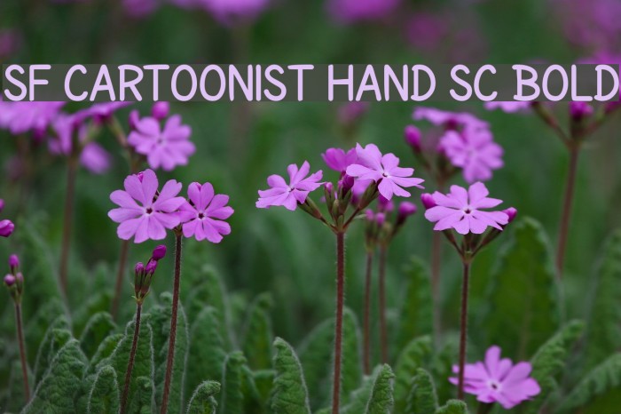 SF Cartoonist Hand SC Bold Font examples