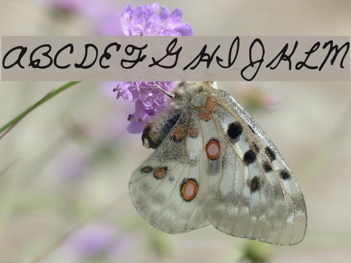 SF-Cecilys Example 1