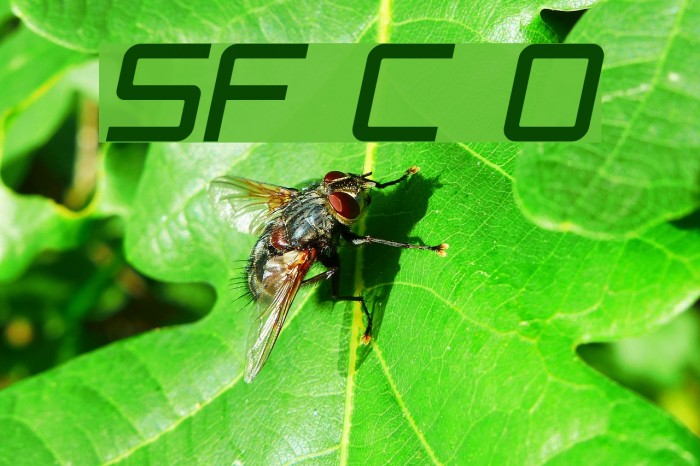 SF Chaerilidae Oblique Font examples