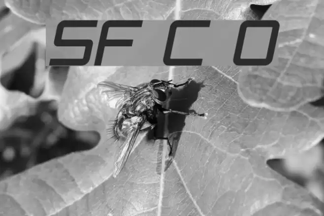 SF Chaerilidae Oblique examples