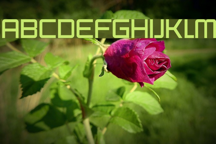 SF Chaerilidae Font examples