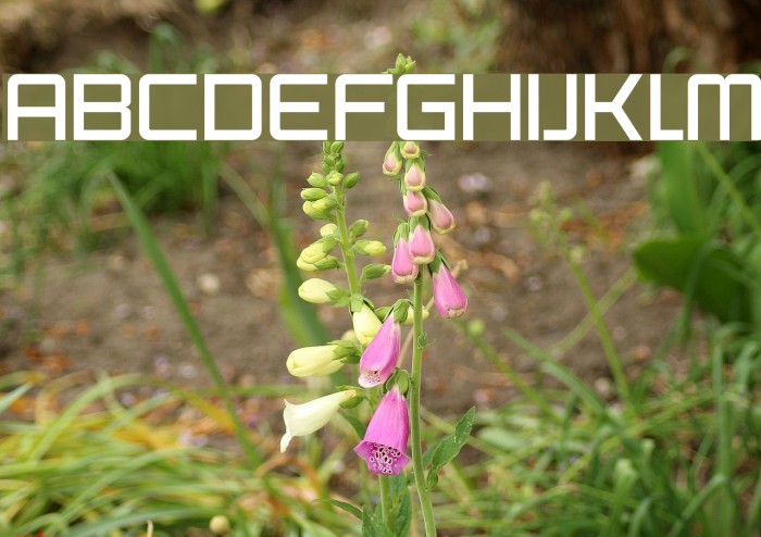 SF Chaerilidae Font examples