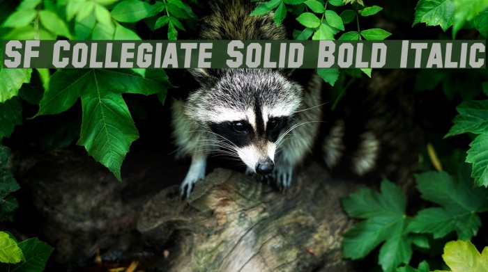 SF Collegiate Solid Bold Italic Font examples