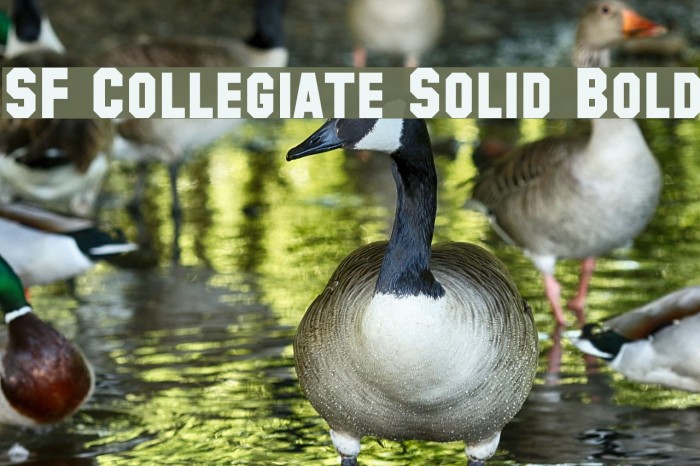 SF Collegiate Solid Bold Fonte examples