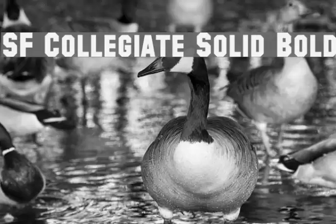 SF Collegiate Solid Bold Font examples