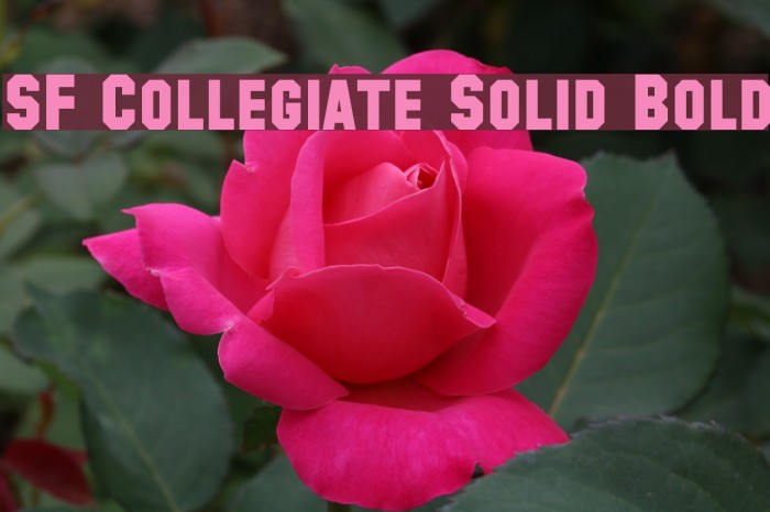 SF Collegiate Solid Bold Fonte examples
