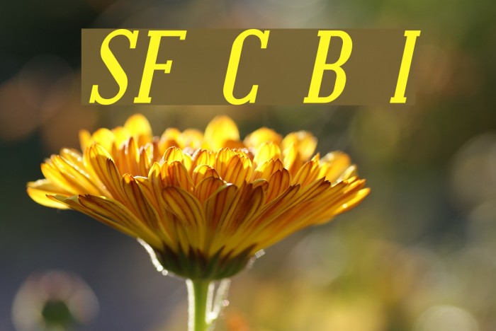 SF Covington Bold Italic Font examples