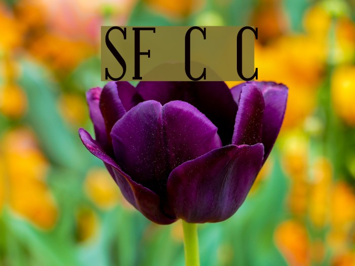 SF Covington Cond Font examples
