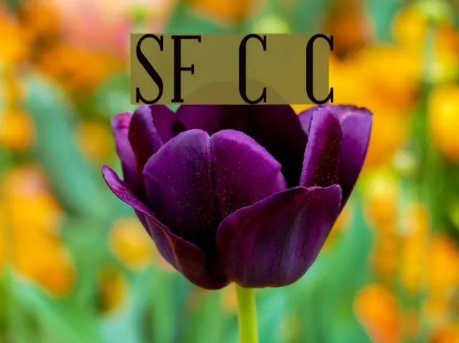 SF Covington Cond Example 1